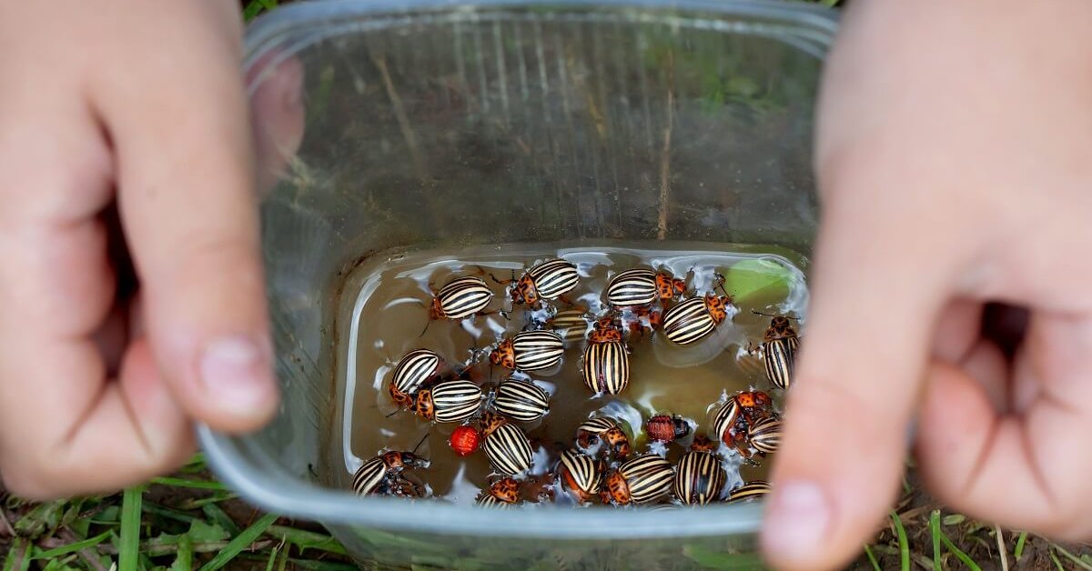 Самые эффективные биосредства от колорадского жука 2023. Убивают наповал
